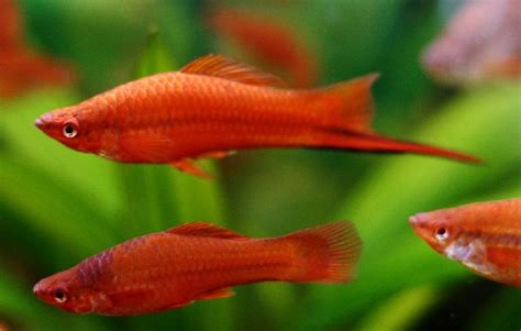 12 Jenis Ikan Hias Akuarium Tanpa Oksigen Dan Filter