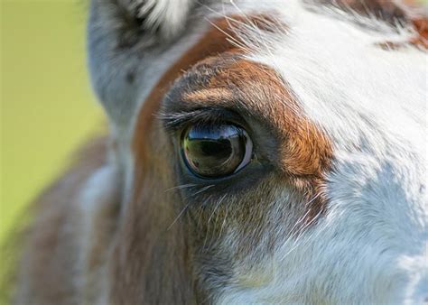 Llama Eyes - All About Them! - The Daily Wildlife