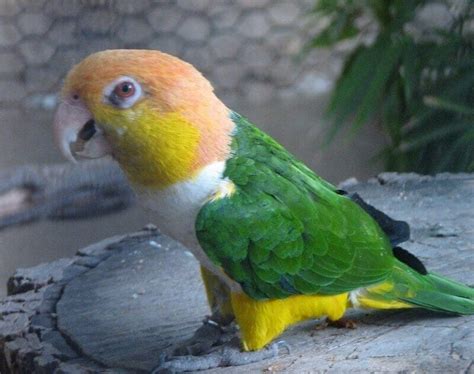 top   popular male bird names petpress
