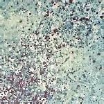 Militaires En Chaleur Czech Gay Military Military Porn XHamster