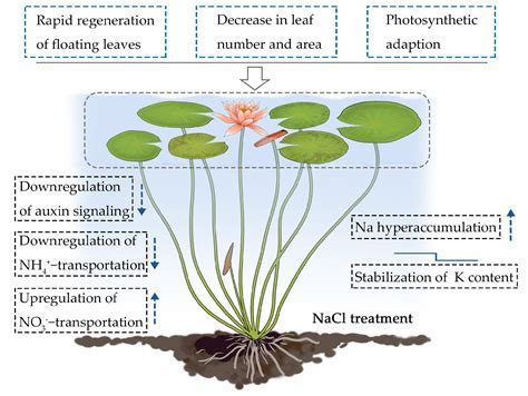 Does The Lilypad Of Fertility Work On Magical Crops