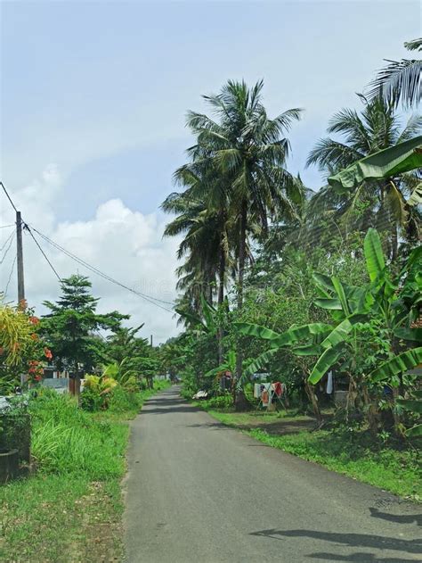 The Streets In The Village Full Of Various Kind Of Fruits Trees Stock