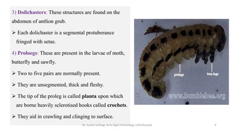 Insect abdomen and its appendages