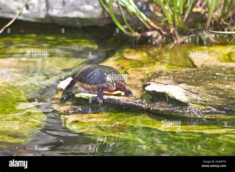 Turtles Sunning In Pond Stock Photo Alamy