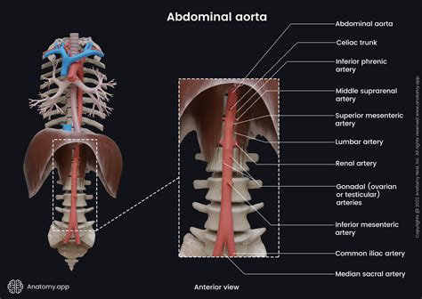 Aorta Encyclopedia Anatomyapp Learn Anatomy 3d Models