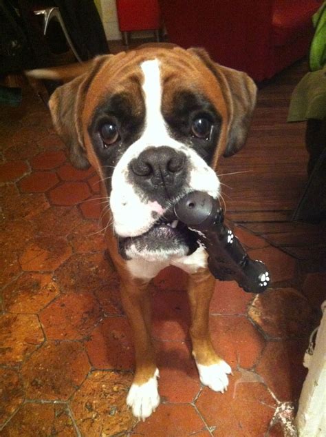 Pet lovers are obsessed with this boxer shepherd mix video 15