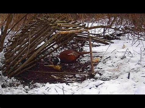 ФОТОЛОВУШКА! КАК ПОЙМАТЬ ФАЗАНА - YouTube