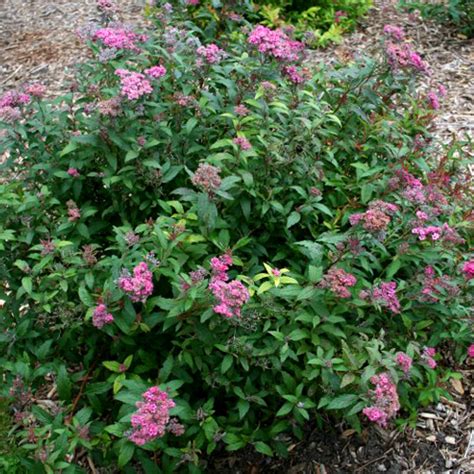 Спирея японская Дартс Ред (Spiraea japonica Dart's Red),купить спирею ...