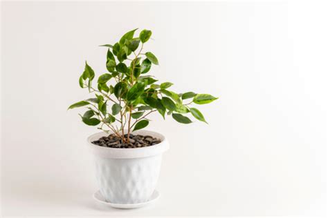 C Mo Reproducir Ficus Benjamina Huerto En Casa