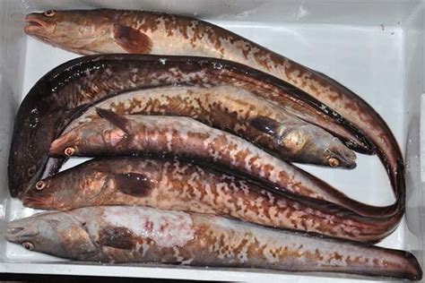 Congrio (ryba krewetkowa): jakie są rodzaje ryb, korzyści i szkody ...