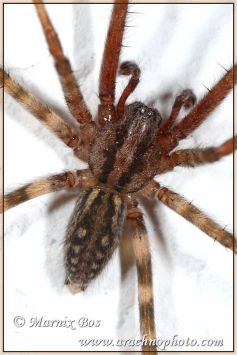 Tegenaria Silvestris L Koch 1872 Arachnophoto