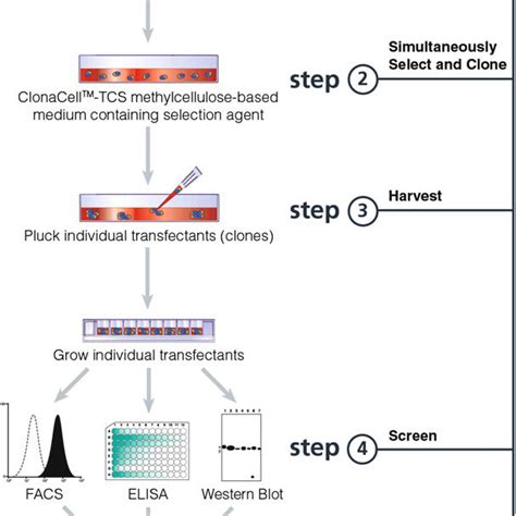 Colonies Of Hybridoma Cells After 14 Days Of Culture In Clonacell Hy Download Scientific