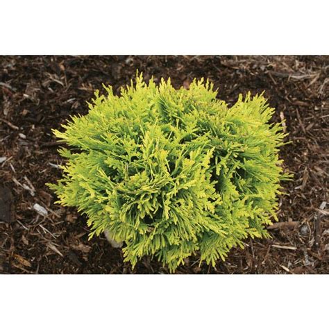 Proven Winners Annas Magic Ball Arborvitae Thuja Live Evergreen