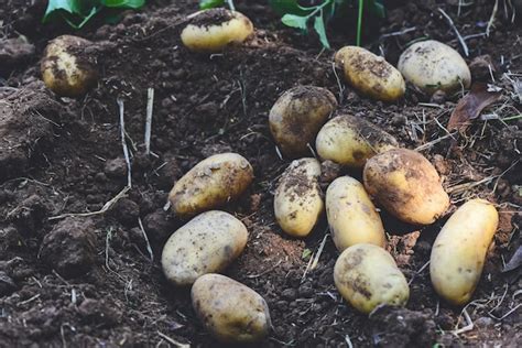 Colheita de plantas de batata fresca de produtos agrícolas de batatas