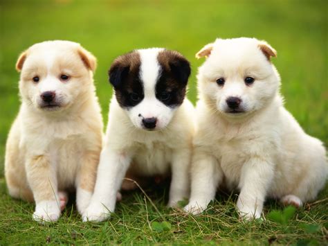 Dogs Dogs Dogs Dogs | Encyclopedia of World Photo