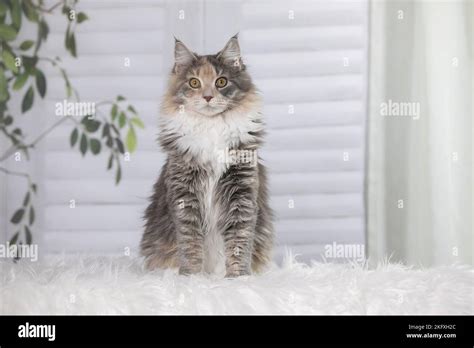 young Maine Coon Stock Photo - Alamy