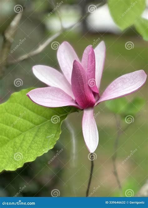 saucer magnolia tree for sale 8