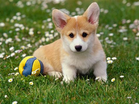 beautiful dog pictures explore amazing world
