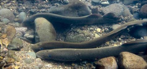 Free Picture Adult Pacific Lamprey