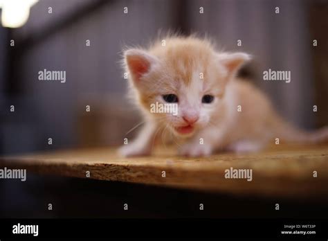 Alone Small Red Kitten Meows Outdoor Looking For His Mother Stock