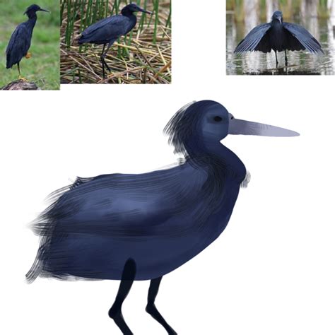 Black Heron Ibispaint