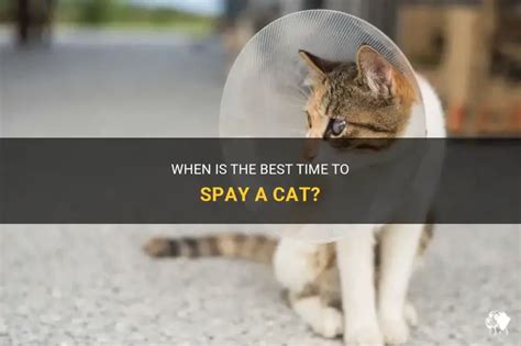When Is The Best Time To Spay A Cat? | PetShun