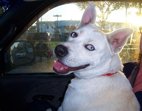 Big German Shepherds: White German Shepherd Mix