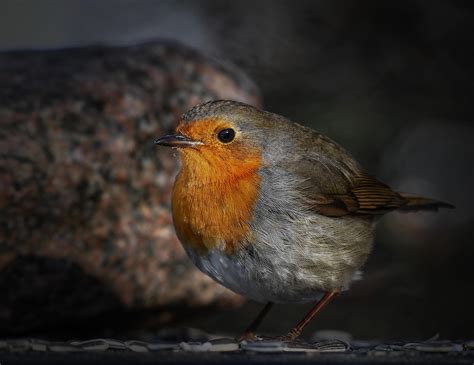 rouge gorge oiseau pierre photo gratuite sur pixabay