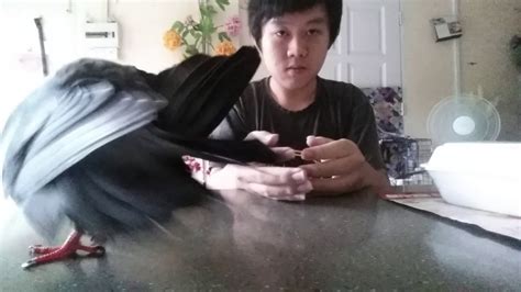 Pigeon Having Sex On My Hand YouTube