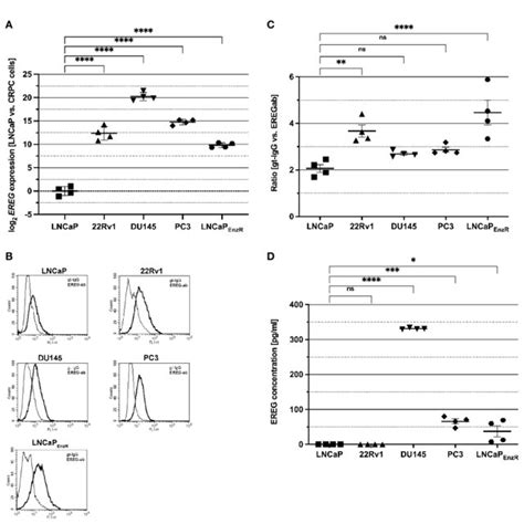 Morphology And Marker Gene Expression Of Lncap Cells After Adt And