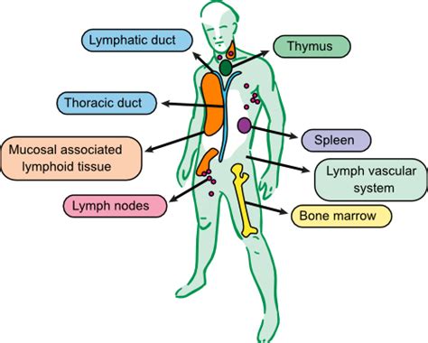 Human Immune System Organs