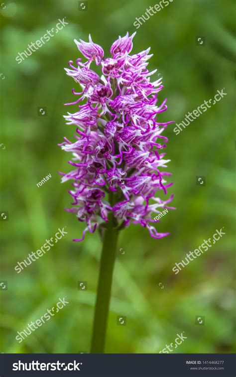 Orchis Italica Commonly Known Naked Man Stock Photo 1414468277 Shutterstock