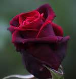 Spirit of Transformation - Rose Essences by Crystal Herbs