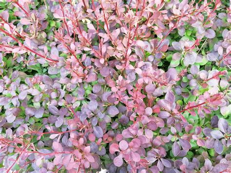 Способы размножения барбариса: когда и как правильно делать, деление ...