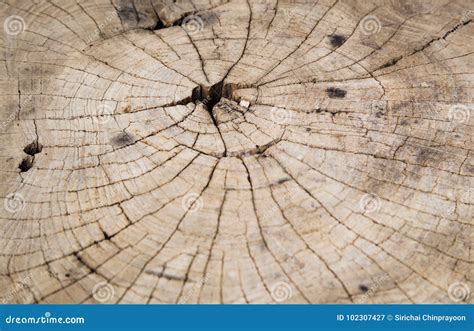 Texture Of Old Crack Wood Stock Image Image Of Wood 102307427