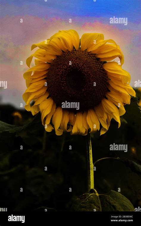 Best sunflower picture Stock Photo - Alamy