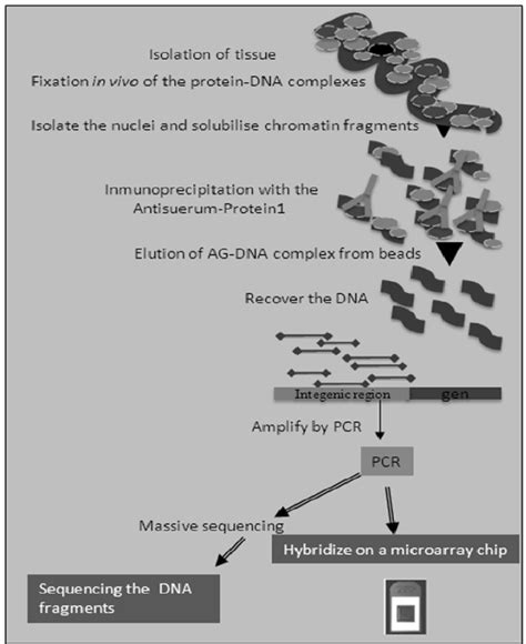 Schematic Representation Of The Chromatin Inmunoprecipitation Protocol