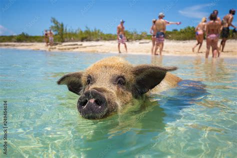 Excursion To The Island Pig Beach Pigs In The Atlantic Ocean Bahamas