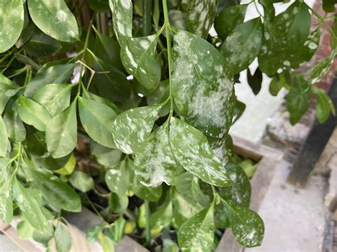 manhattan euonymus-if powdery mildew, how to treat : r/plantclinic
