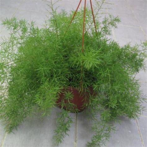 ASPARAGUS SPRENGERI