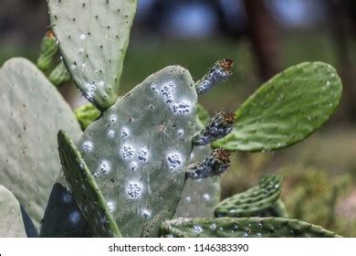 203 Cochineal Bugs Royalty-Free Photos and Stock Images | Shutterstock