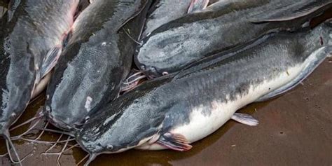 makanan lele terbaik dijamin bikin cepat besar