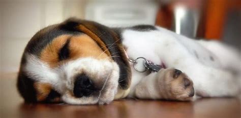 What Antibiotic Ointment Is Safe For Dog Eyes Sleeping Dogs Beagle