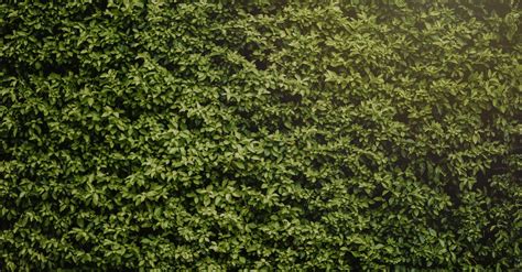 pexels photo jpegautocompresscstinysrgbfitcrophw