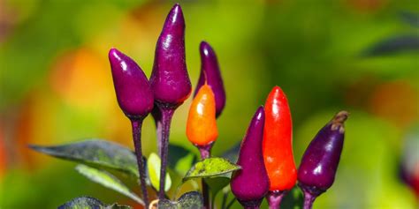 Purple Super Hot Pepper Types Great Options For Your Garden