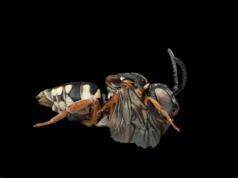 Epeolus - Filzbienen