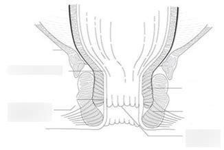 Diagram Of Anal Canal Anatomy Quizlet