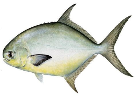 The Flawless Fillet: 6 Steps To Cleaning A Pompano Like A Pro