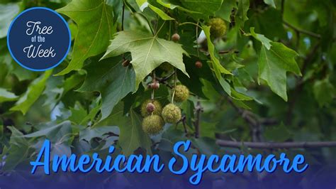 Tree Of The Week American Sycamore Youtube