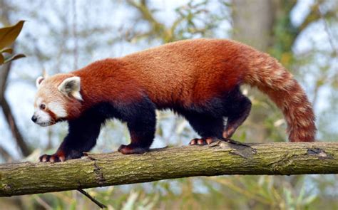 160 Red Panda Side View Stock Photos Pictures And Royalty Free Images